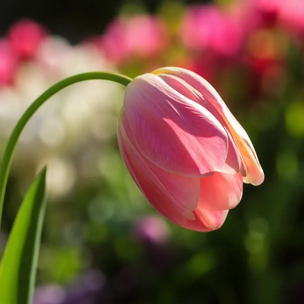 50+ ảnh vẽ hoa tulip đẹp nhất đầy cảm hứng · ảnh 3