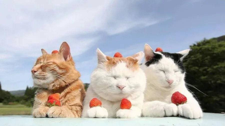 Tuyển tập 74 ảnh hình nền cute siêu ngọt ngào